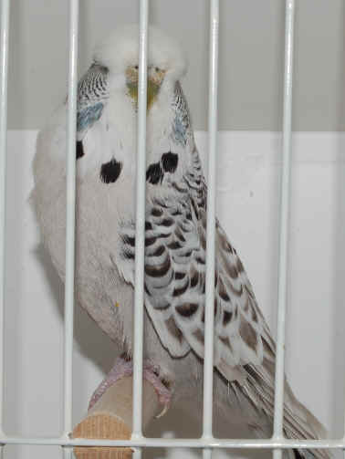 35-3 RareAA TexCGGrey.JPG (1839063 bytes)